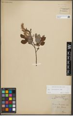 Foto von Salix starkeana Willd.